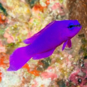 Pseudochromis fridmani - (DI SERRA)