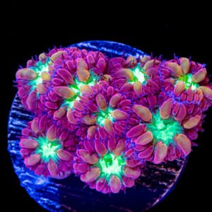 Blastomussa merletti - 1 calice