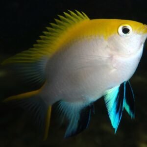 Neoglyphidodon melas