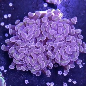 Euphyllia parancora porcelain 2 calici