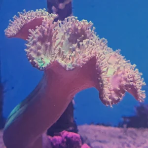 Sarcophyton trocheliophorum - large