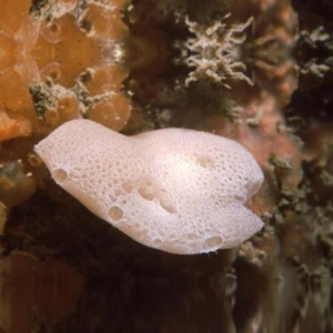 Spugna marina - Leuconia sp