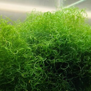 Starter macroalga Chaetomorpha