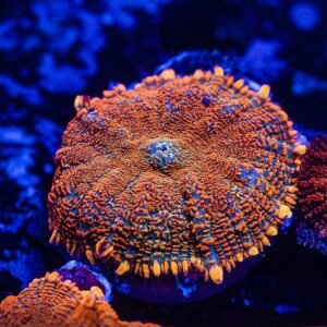 Rhodactis Fiery orange rusty - GRADO A+