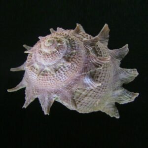 Astrea sp. - snail