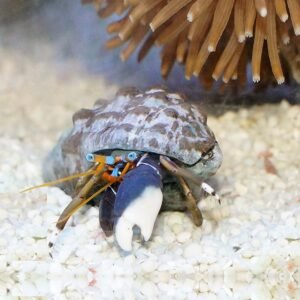 Calcinus laevimanus - white leg hermitcrab