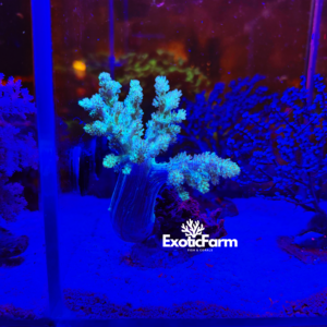Capnella imbricata green fluo - taglia grande