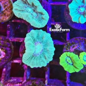 Caulastrea furcata green - 1 calice