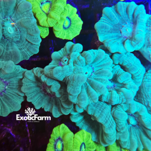 Caulastrea furcata green - 3 calici