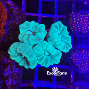 Caulastrea furcata green - 4 calici