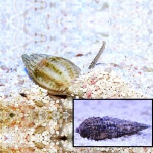 Cerithium caeruleum