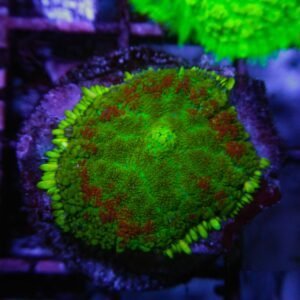Rhodactis red ring