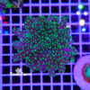 Euphyllia yaeyamaensis Green allevata nella nostra farm in Italia. Foto reali, coralli già adattati alla vita in acquario e pronti per la spedizione.