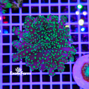 Euphyllia yaeyamaensis Green allevata nella nostra farm in Italia. Foto reali, coralli già adattati alla vita in acquario e pronti per la spedizione.