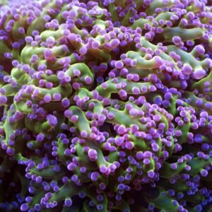 Euphyllia paradivisa 3 calici
