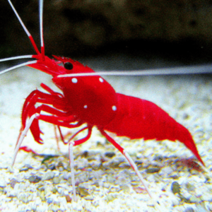 Lysmata debelius