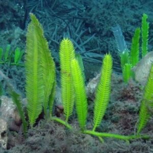 Starter - Caulerpa taxifolia