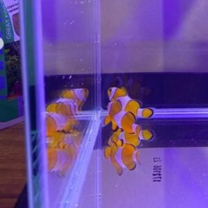 Pesce pagliaccio - ALLEVATI IN ITALIA