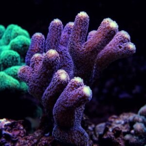 Stylophora Milka - frag medio
