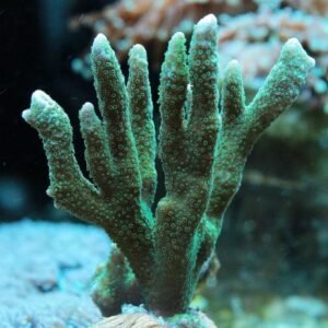 Montipora digitata green