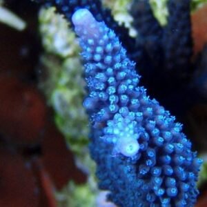 Acropora loisette blu - frag 3-5 cm
