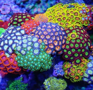 Zoanthus MIX - large