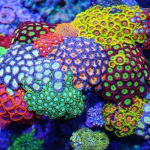 Zoanthus MIX - medium