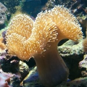 Sarcophyton medio