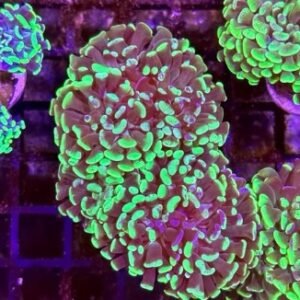 Euphyllia parancora green