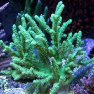 Sinularia flexibilis green – taglia media