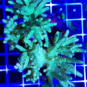 Sinularia flexibilis green – taglia grande