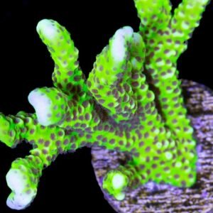 Anacropora Forbesi Goblin - frag di 3-4 cm