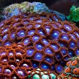 Zoanthus red brick - 5-8 polipi
