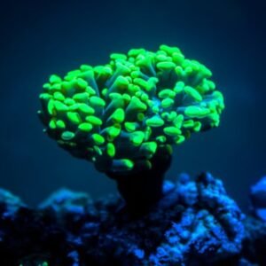 Euphyllia parancora Green Emerald
