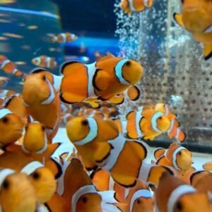 Pesce pagliaccio – di allevamento, 2-3 cm