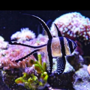 Pterapogon kauderni - ALLEVATI IN ITALIA