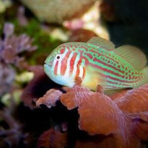 Gobiodon histrio