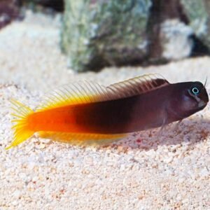 Ecsenius bicolor
