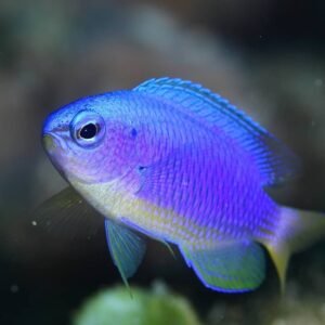 Pomacentrus coelestis