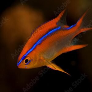 Neoglyphidodon crossi