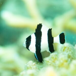 Dascyllus melanurus