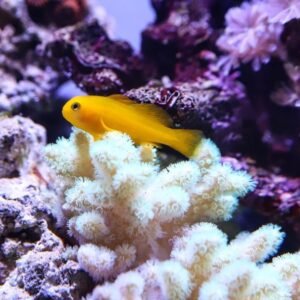 Gobiodon okinawae