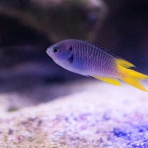 Neopomacentrus nemurus