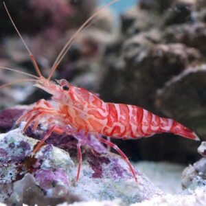 Lysmata kuekenthali