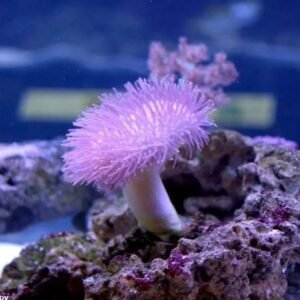 Sarcophyton piccolo