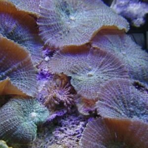 Discosoma sp.