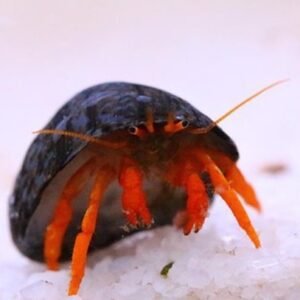 Clibanarius rutilus