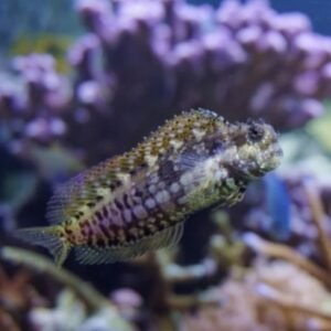 Salarias fasciatus