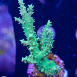 Sinularia green piccola
