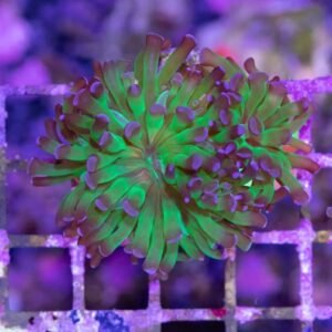 Euphyllia parancora green purple 2 calici